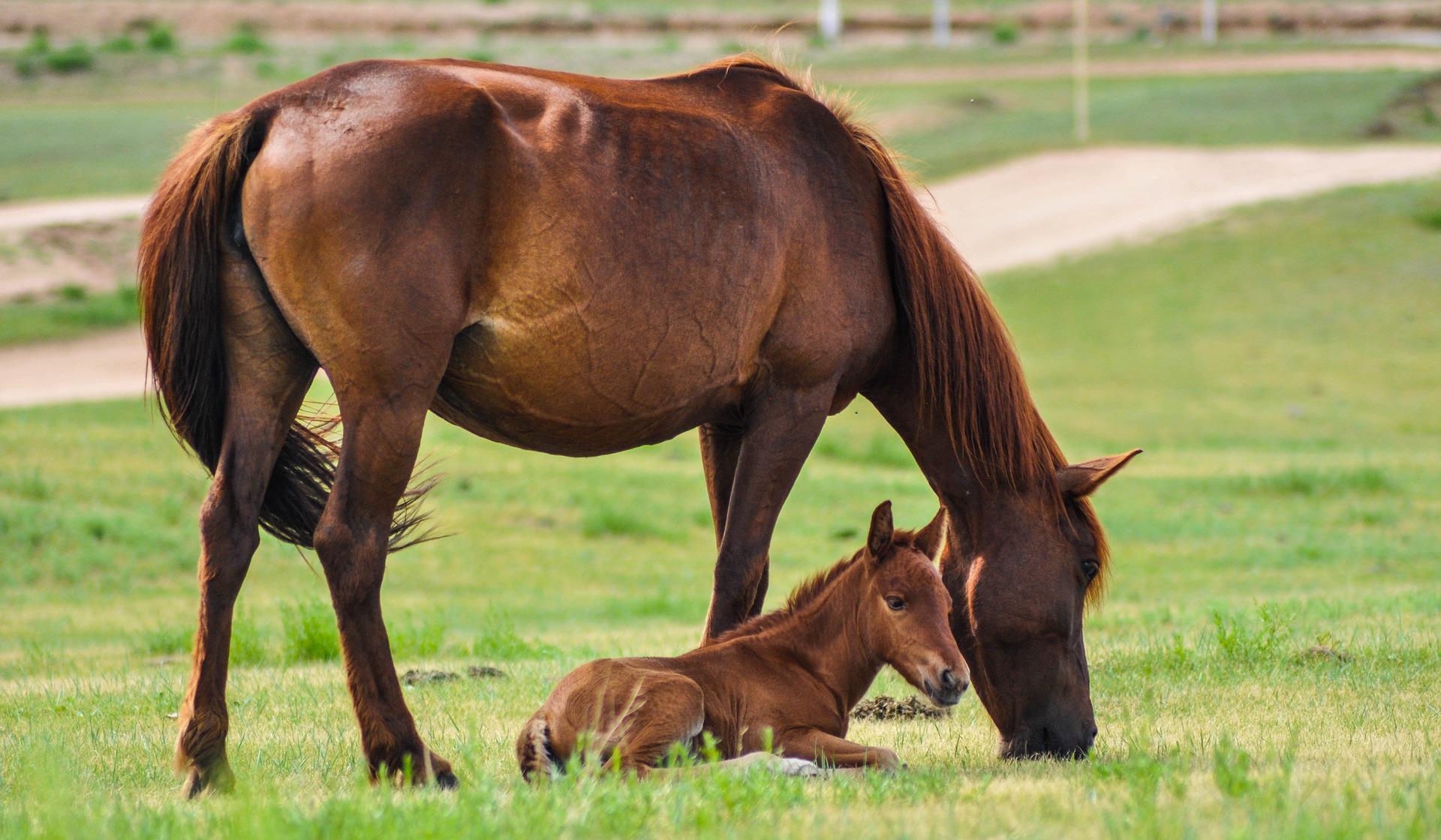 Horse